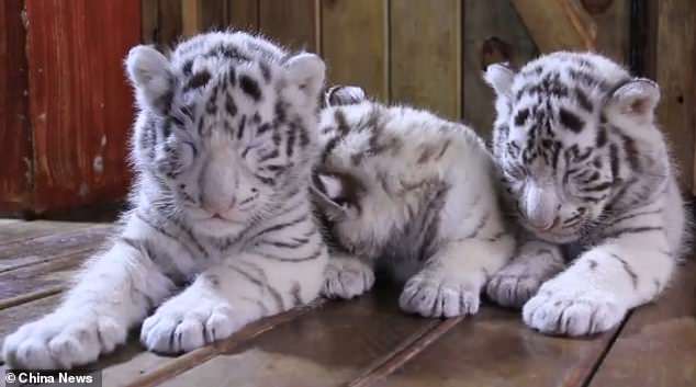 Triplés de tigre blanc nouveau-nés