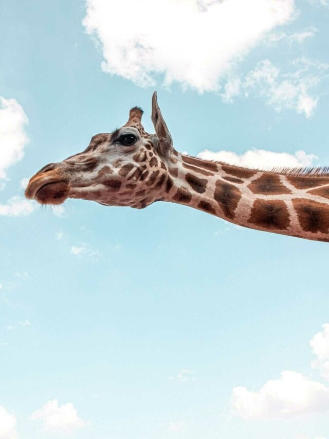 girafe