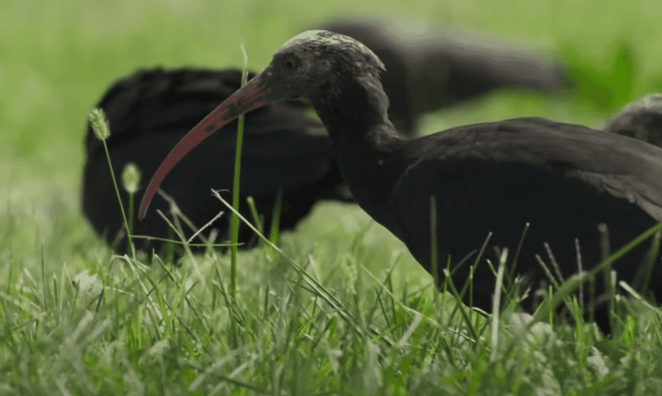 Ibis chauve du Nord.
