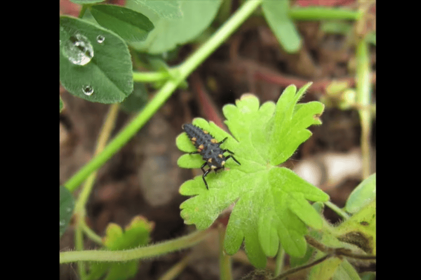 Les larves de coccinelles comme prédateurs de pucerons.