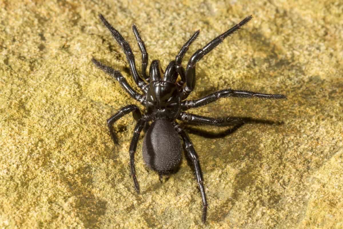 araignée web de l'entonnoir de Sydney