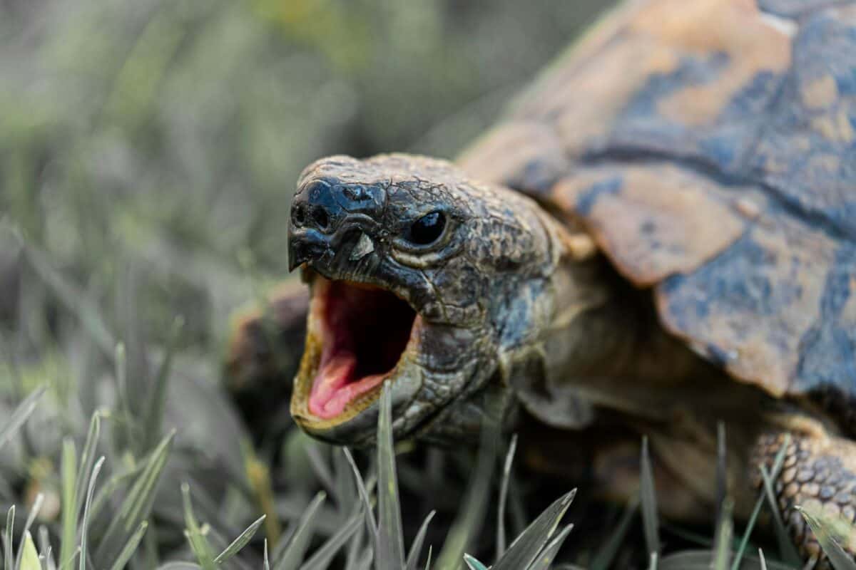 Tortue bâillante