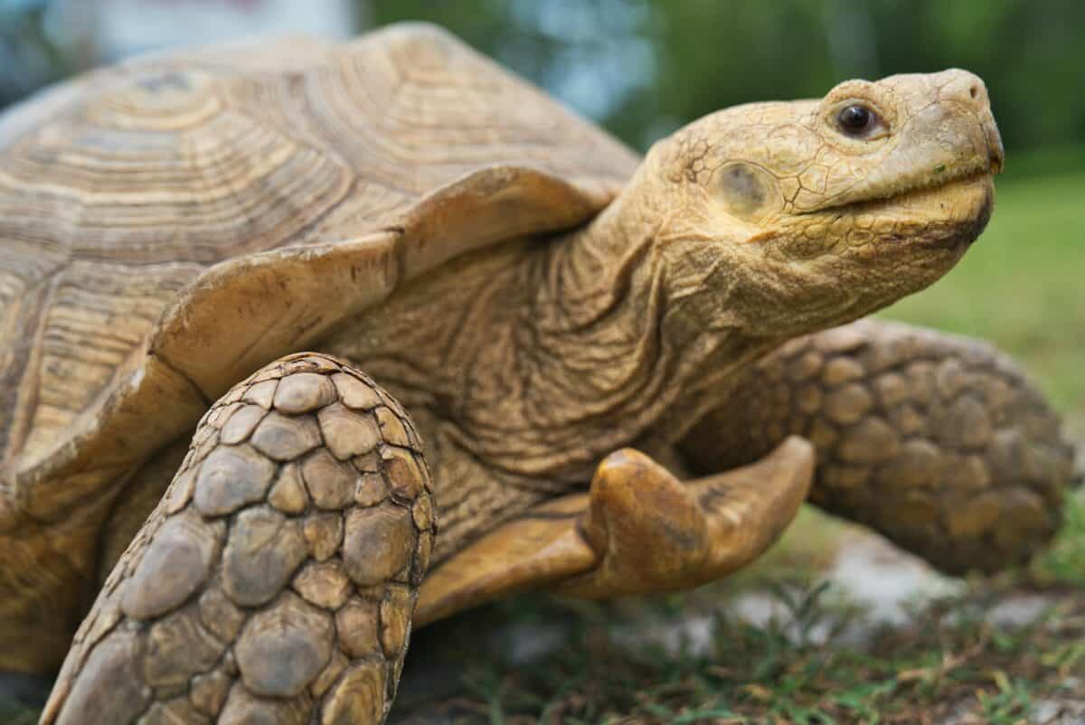 tortue brune