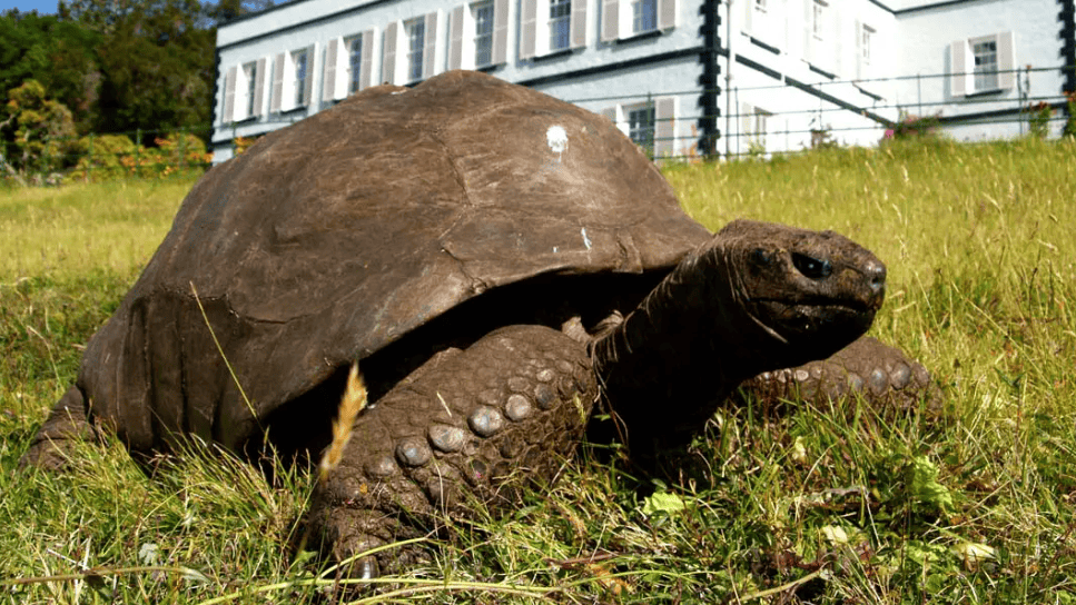 Jonathan la tortue