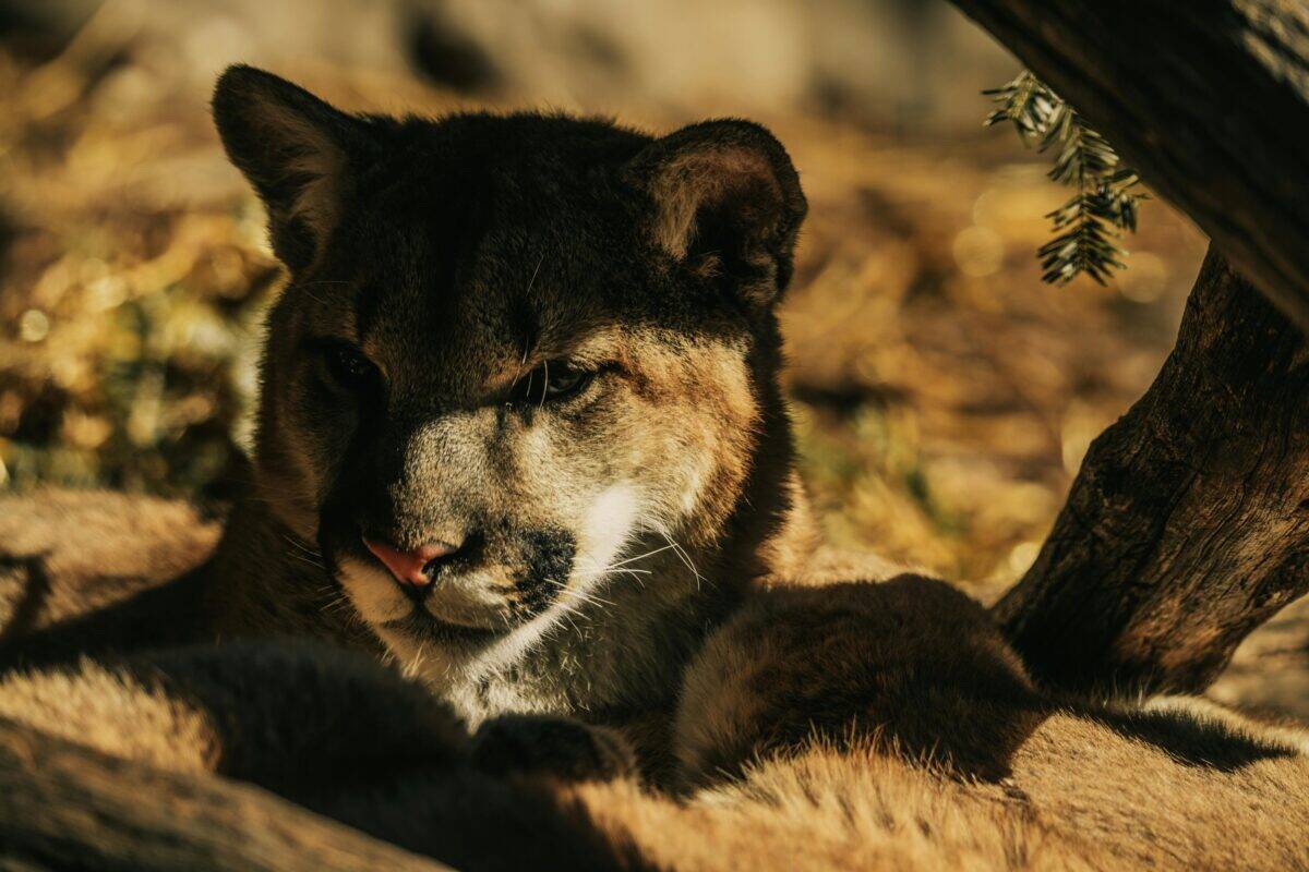 Un couguar se protège de la chaleur torride sous un arbre.