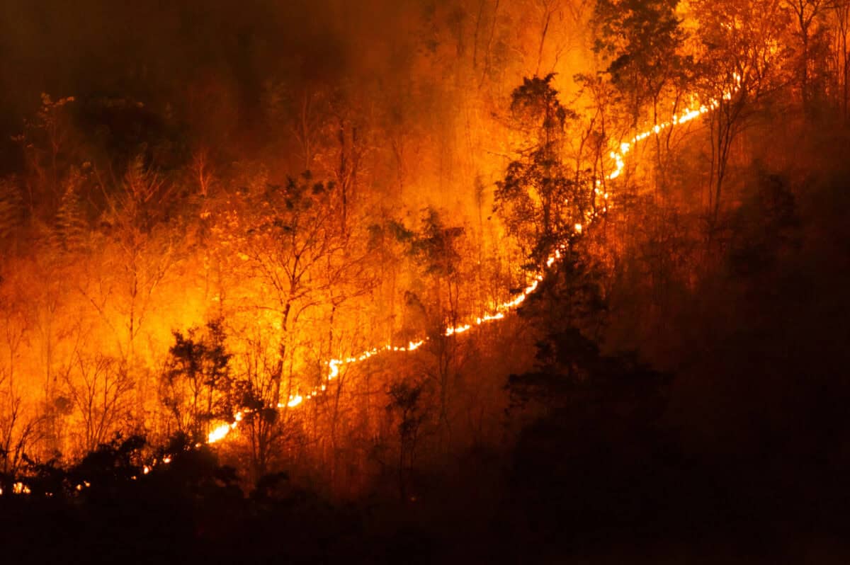 Un feu de forêt brûle rapidement.