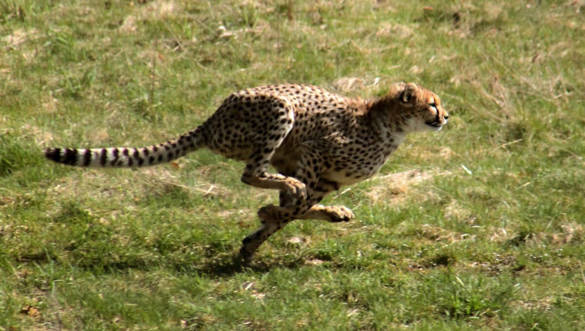 Guépard poursuivant sa proie