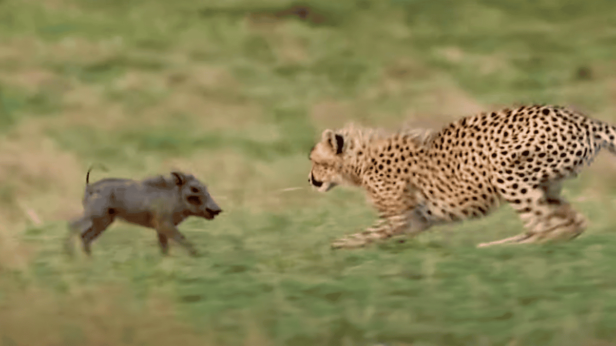 un bébé guépard et un bébé phacochère