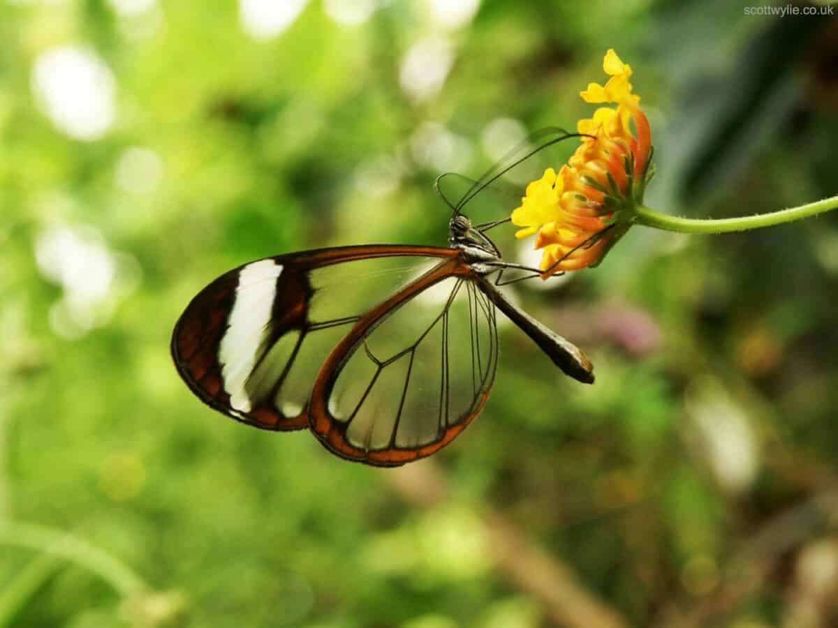 Papillon aile de verre