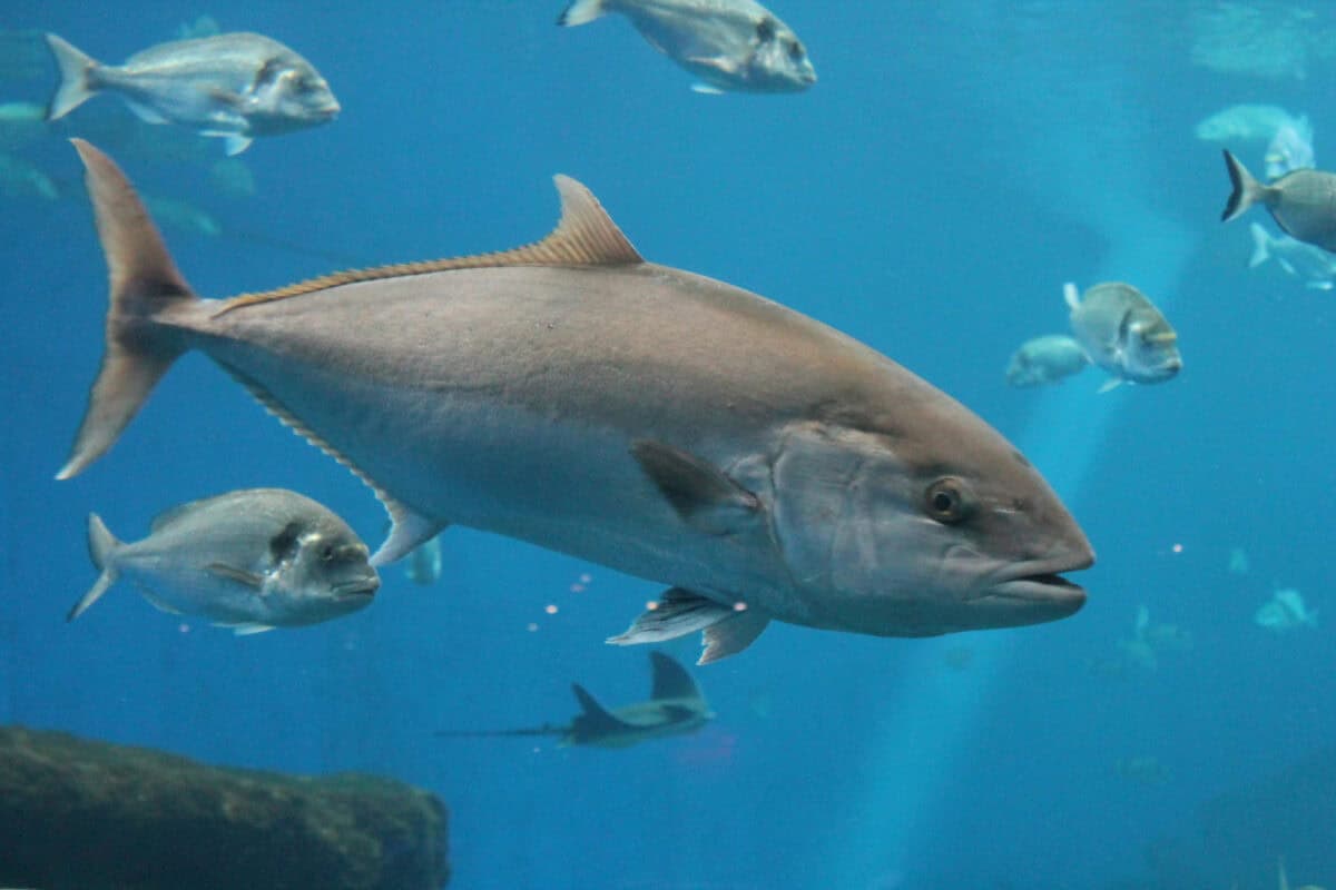 Thon rouge (thunnus accordé).