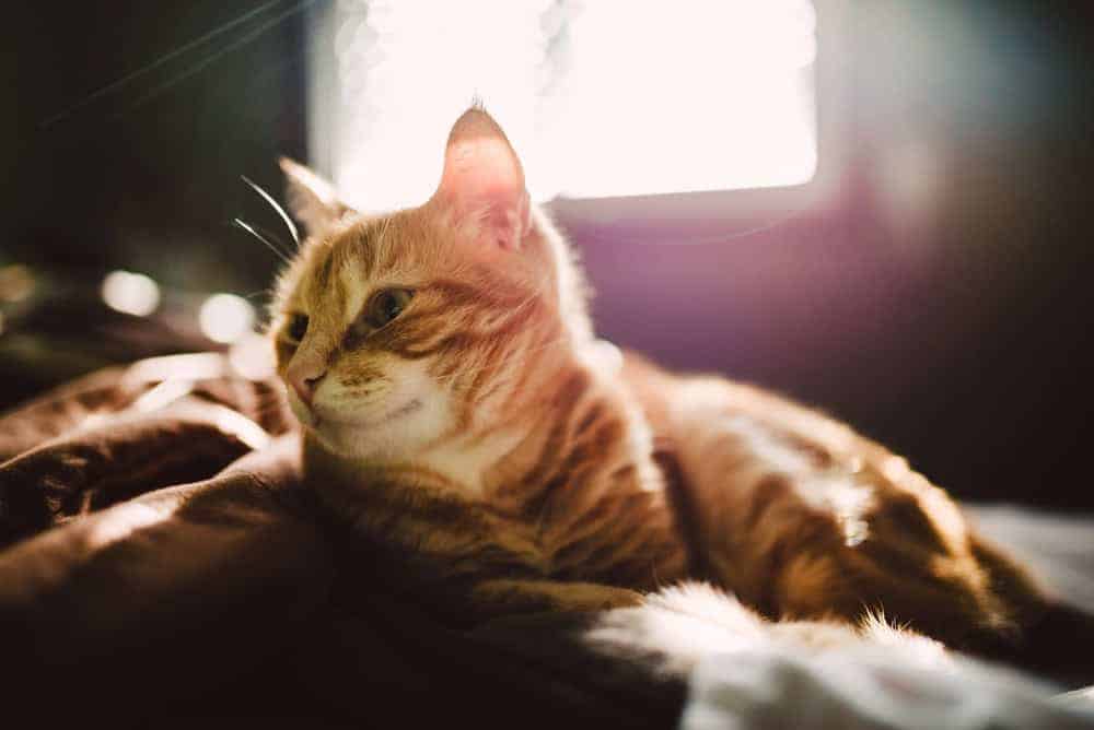 Chat roux posé sur le lit