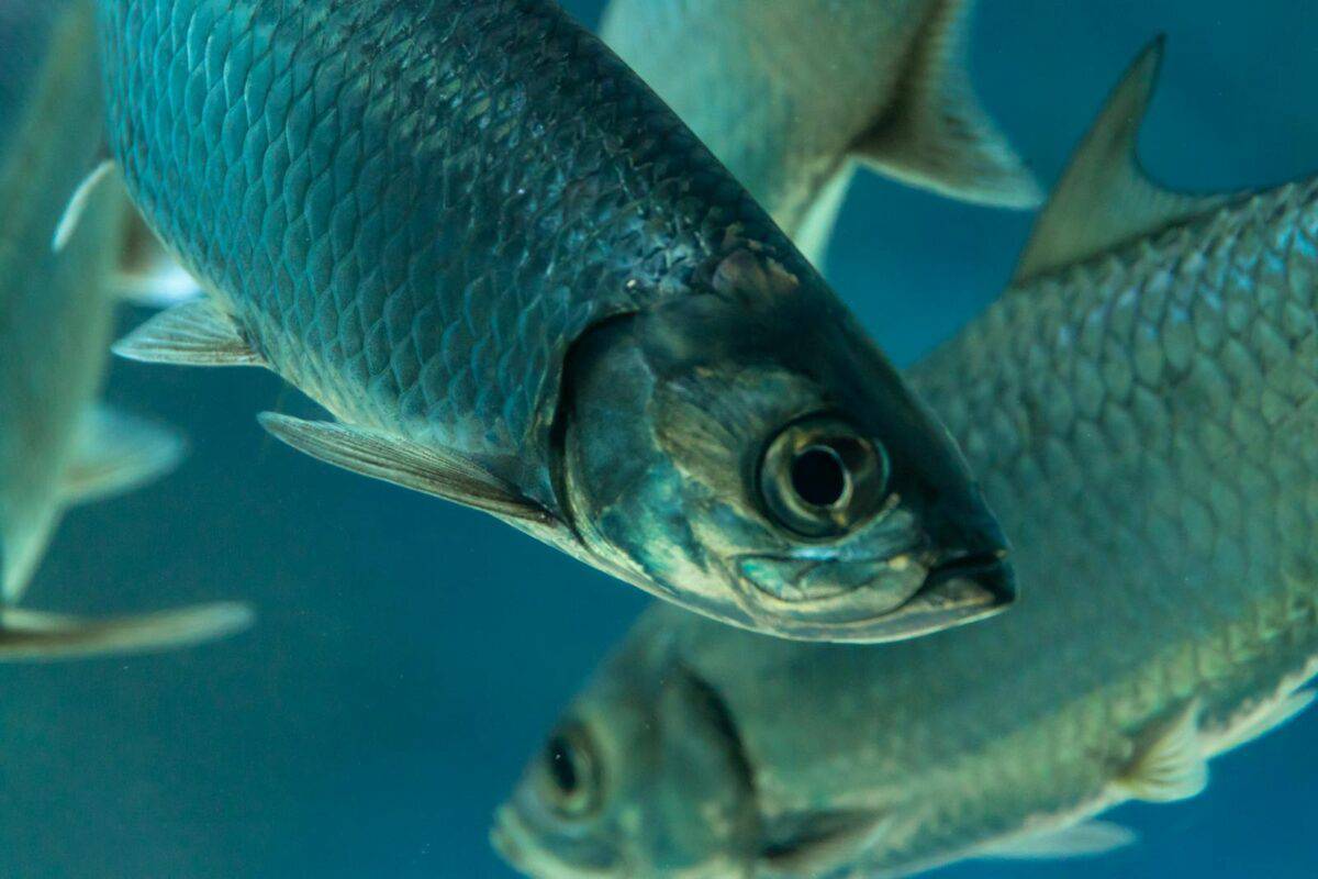 Image en gros plan d’un tarpon argenté nageant dans un aquarium, mettant en valeur ses écailles et ses nageoires.