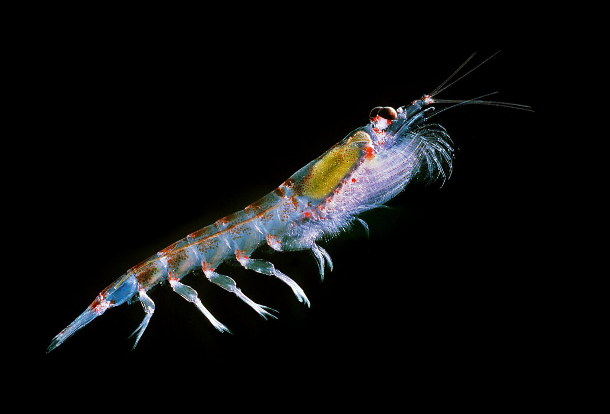 Krill avec différentes nuances