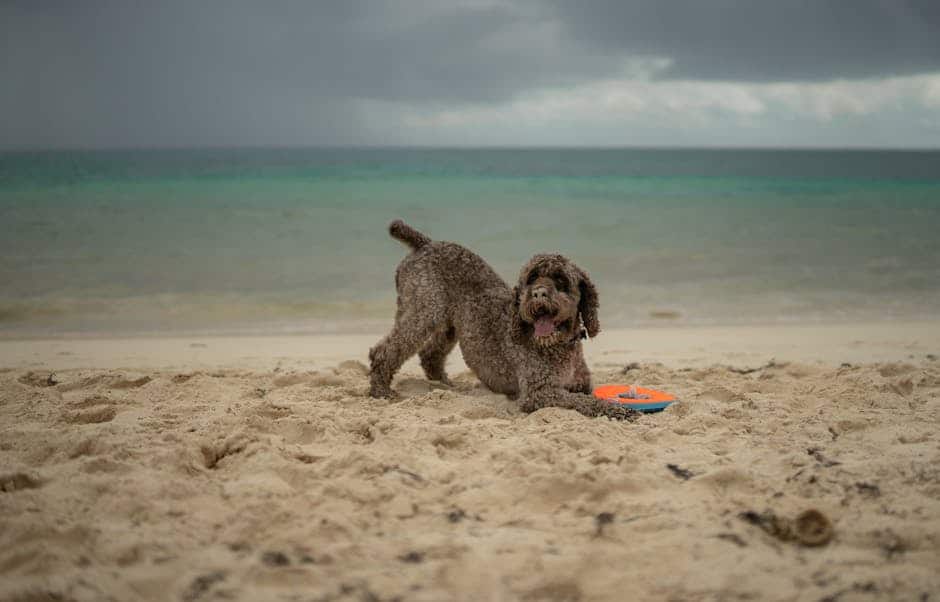 Lagotto Romagnolo (crédits image : pexels)