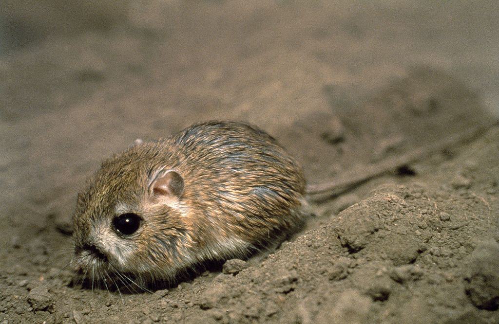 rat kangourou