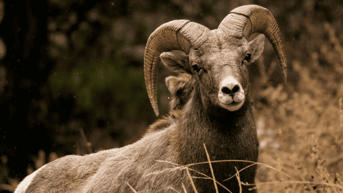 Close up de mouflons du désert