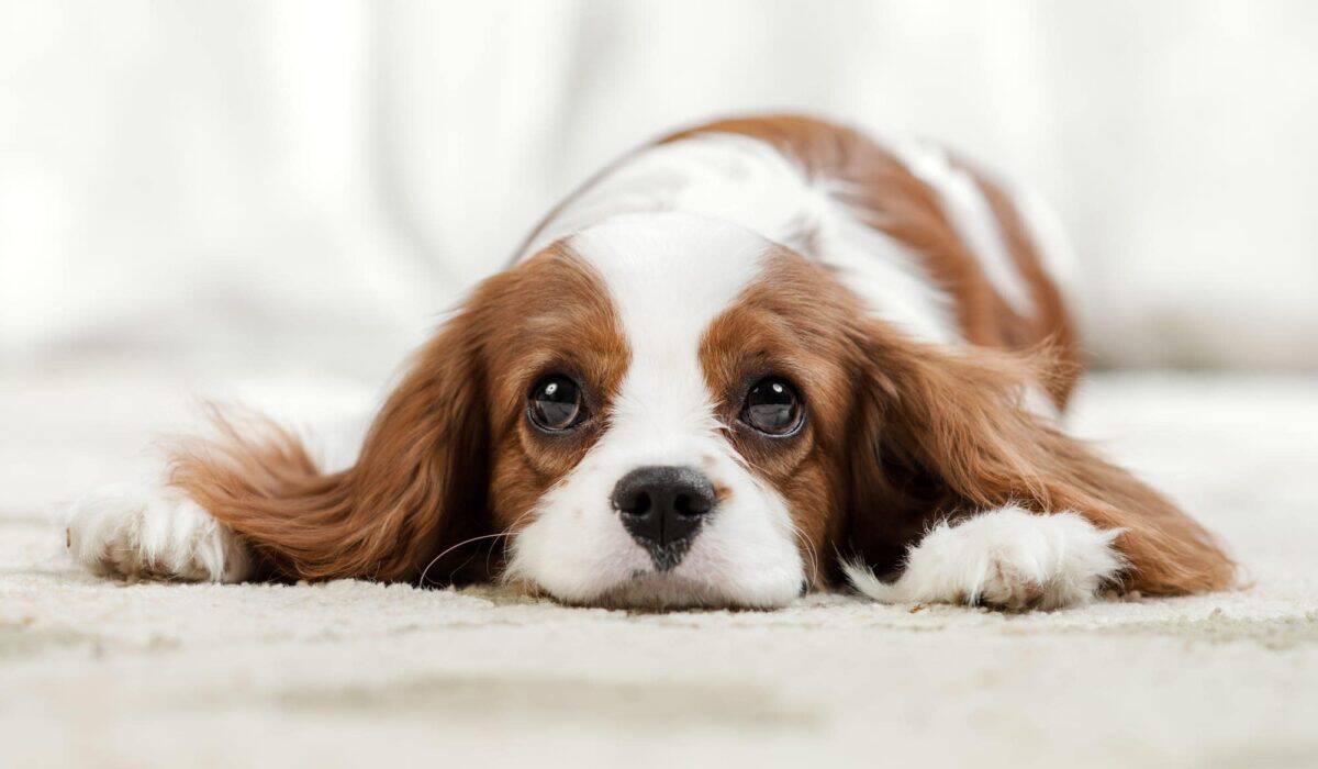 Chiot épagneul King Charles
