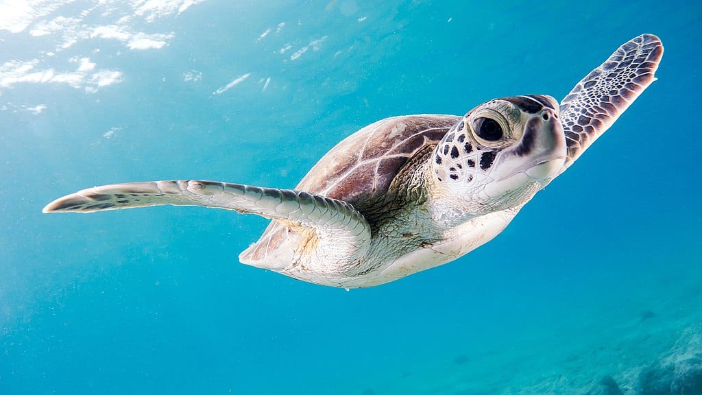 Tortue verte