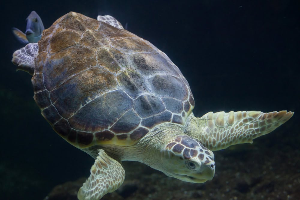 Tortue caouanne