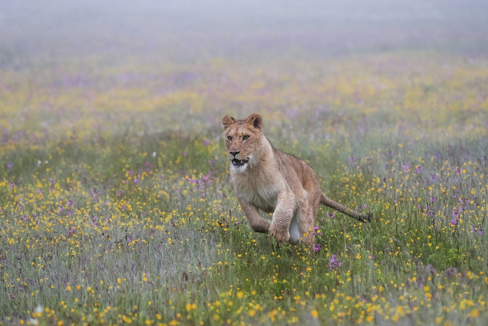 lionne