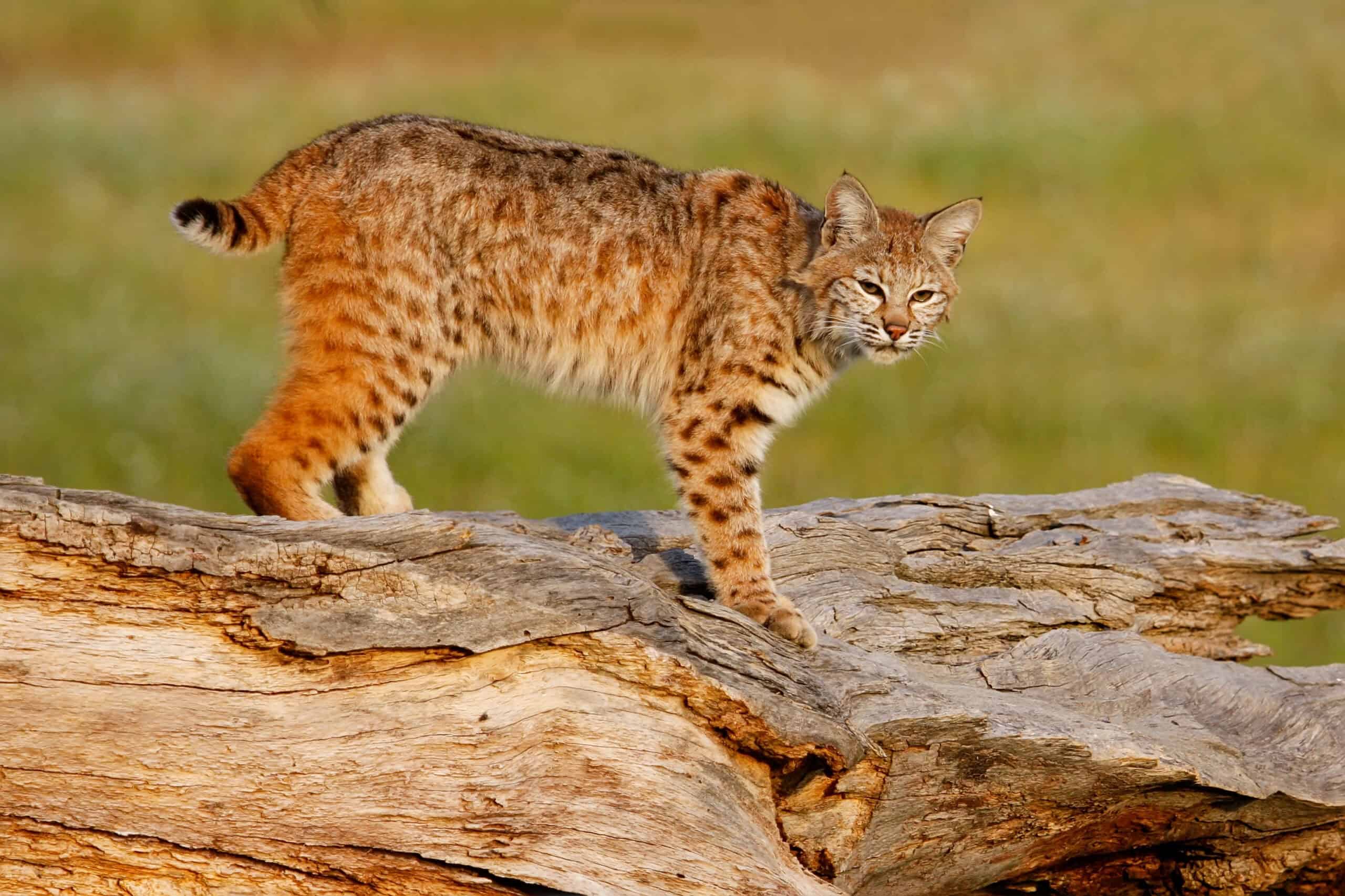 lynx
