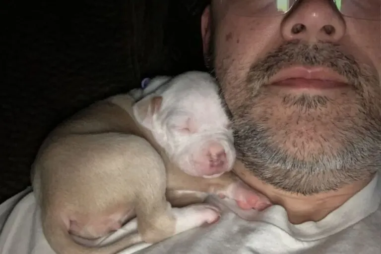 Sieste de Pitbull sur l'épaule de l'homme