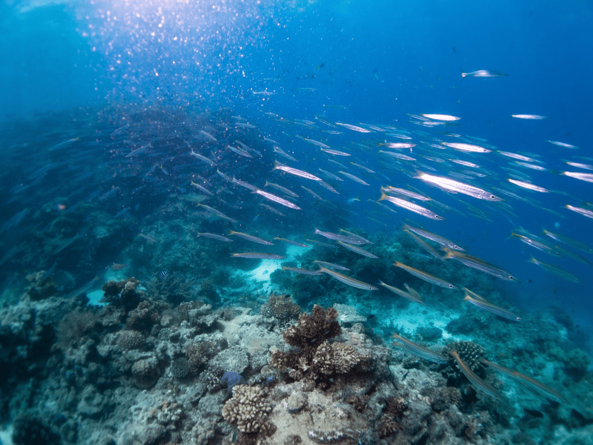 barracuda