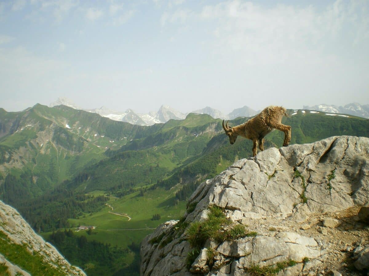 bouquetin des Pyrénées