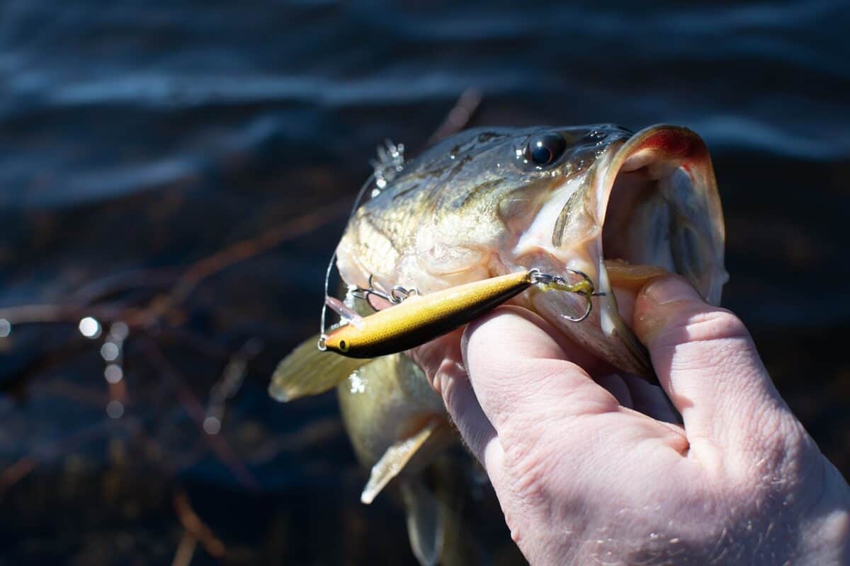 achigan à grande bouche