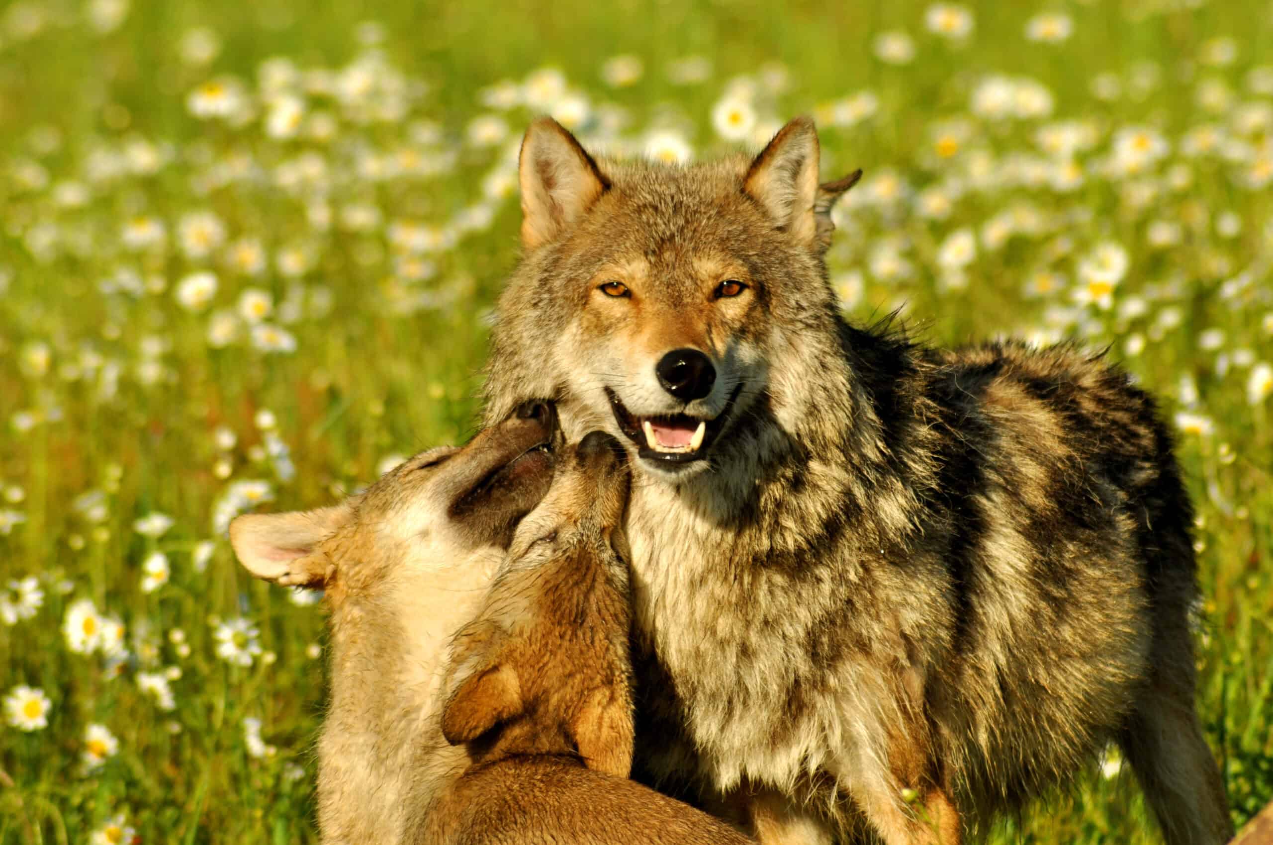 Le loup borgne de Yellowstone célèbre sa 10e portée de chiots