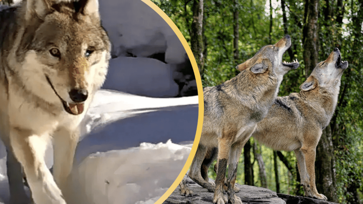 La reine des loups de Yellowstone est décédée