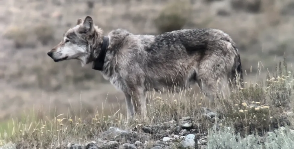 La légendaire « reine loup » de Yellowstone, âgée de 11 ans, tuée lors d'une bataille avec une meute rivale