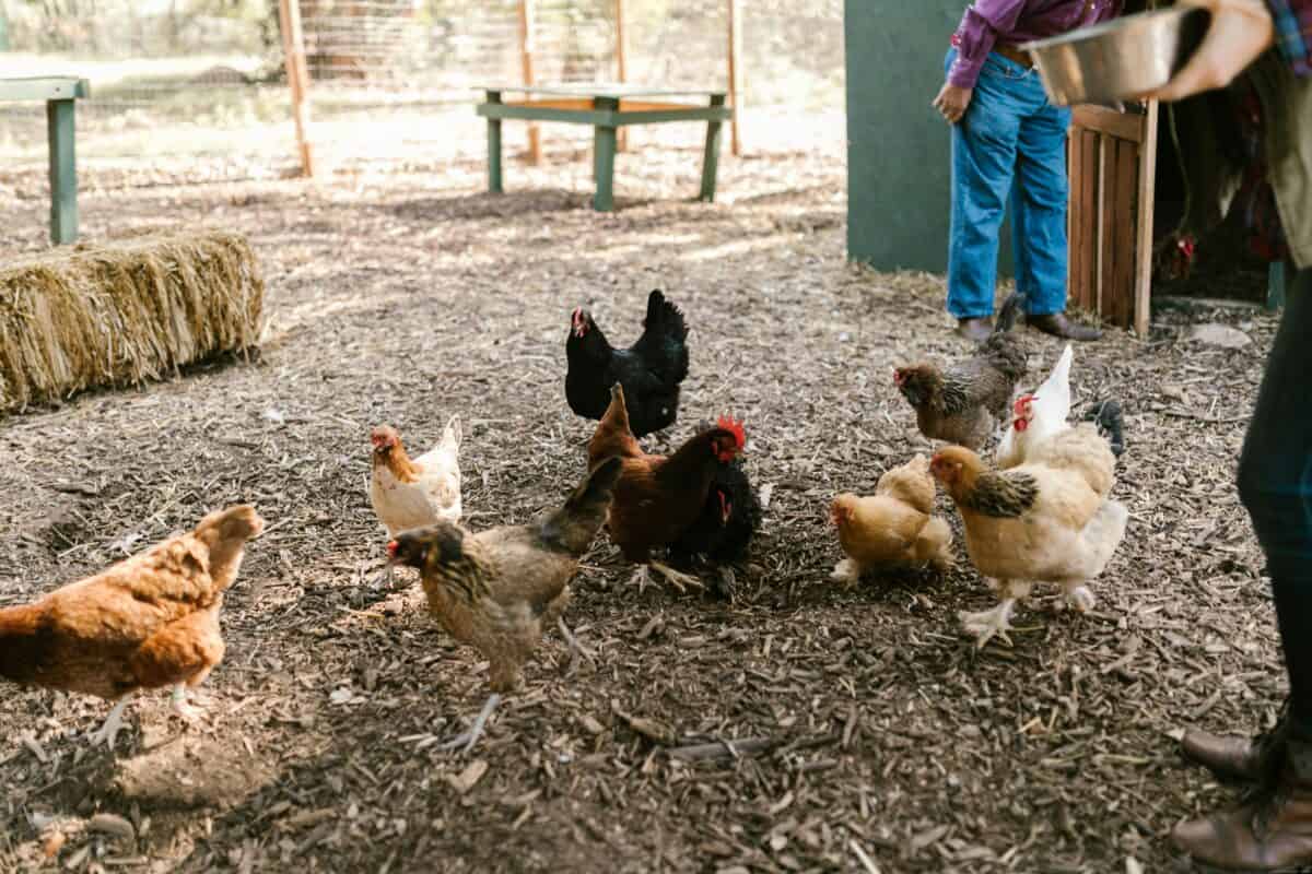 Un poulailler dans une ferme avicole.