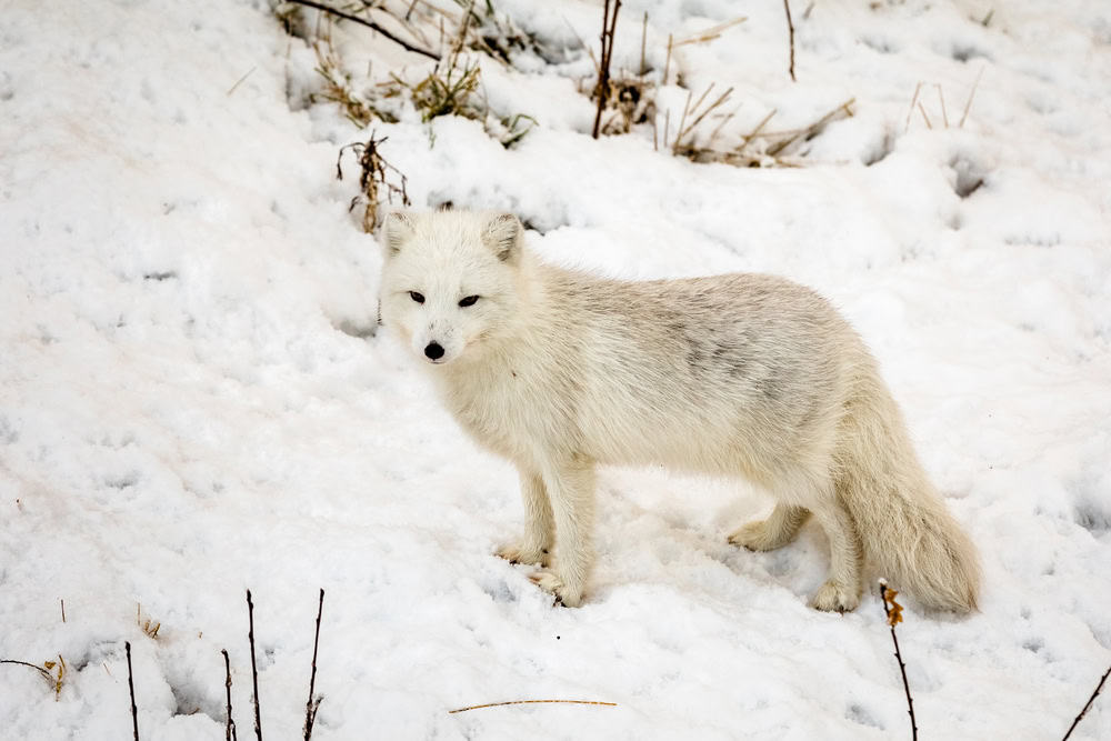 Renard arctique mâle avec fourrure d'hiver, debout dans la neige.