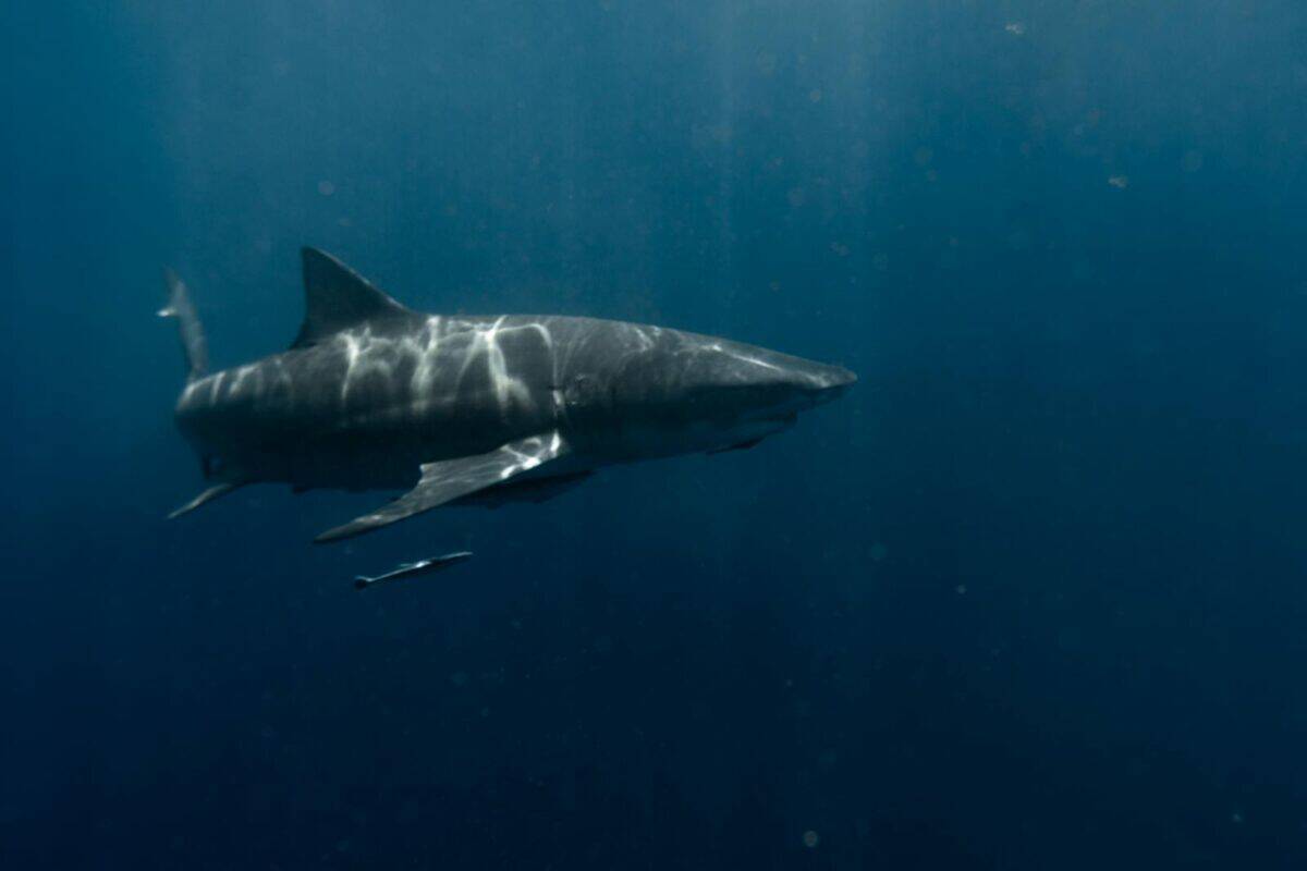 Un grand requin blanc nageant dans l’océan d’un bleu profond, mettant en valeur la beauté de la vie marine.