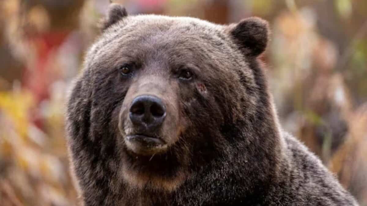 Un énorme grizzli de 450 livres connu sous le nom de « le patron » fait un rare voyage à Canmore