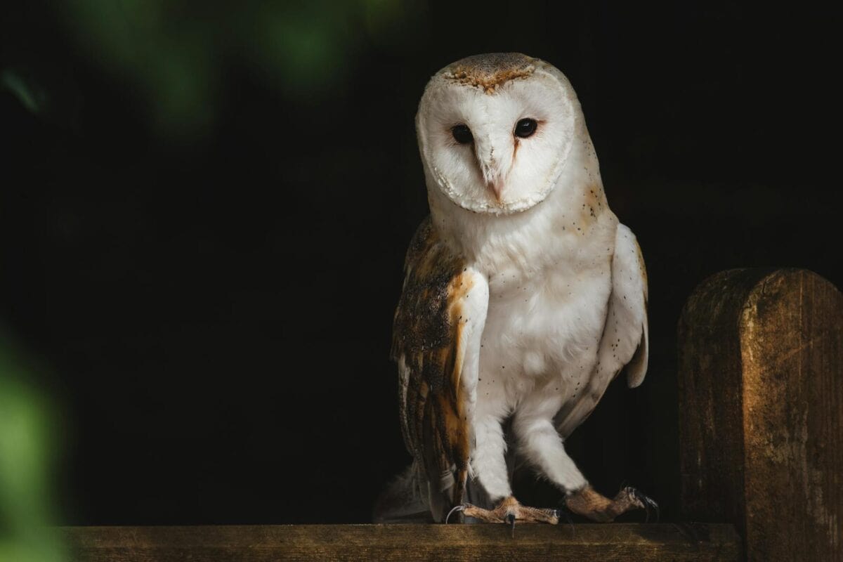 Gros plan d'une chouette effraie perchée la nuit, mettant en valeur son plumage saisissant et son regard perçant.