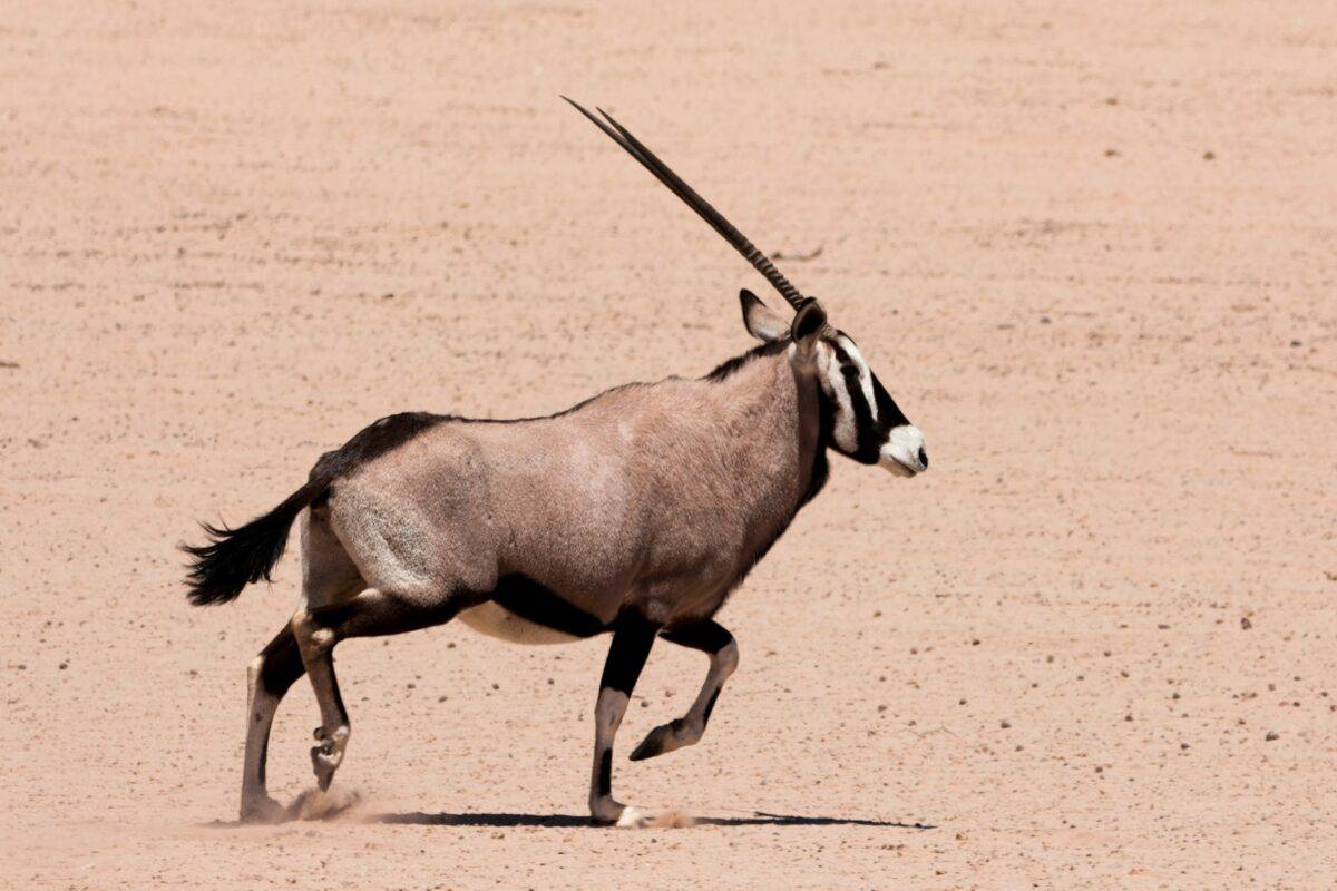 Oryx d'Arabie