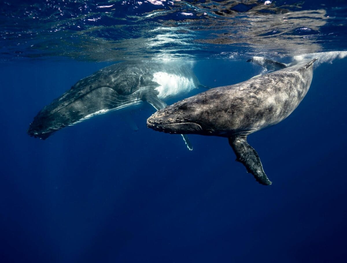 Deux baleines nageant gracieusement sous la surface de l’océan, leurs corps massifs glissant facilement dans l’eau.