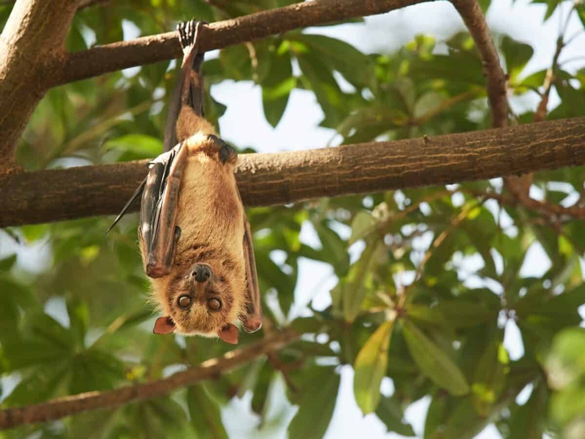 papillon brun et noir sur une branche d'arbre marron pendant la journée