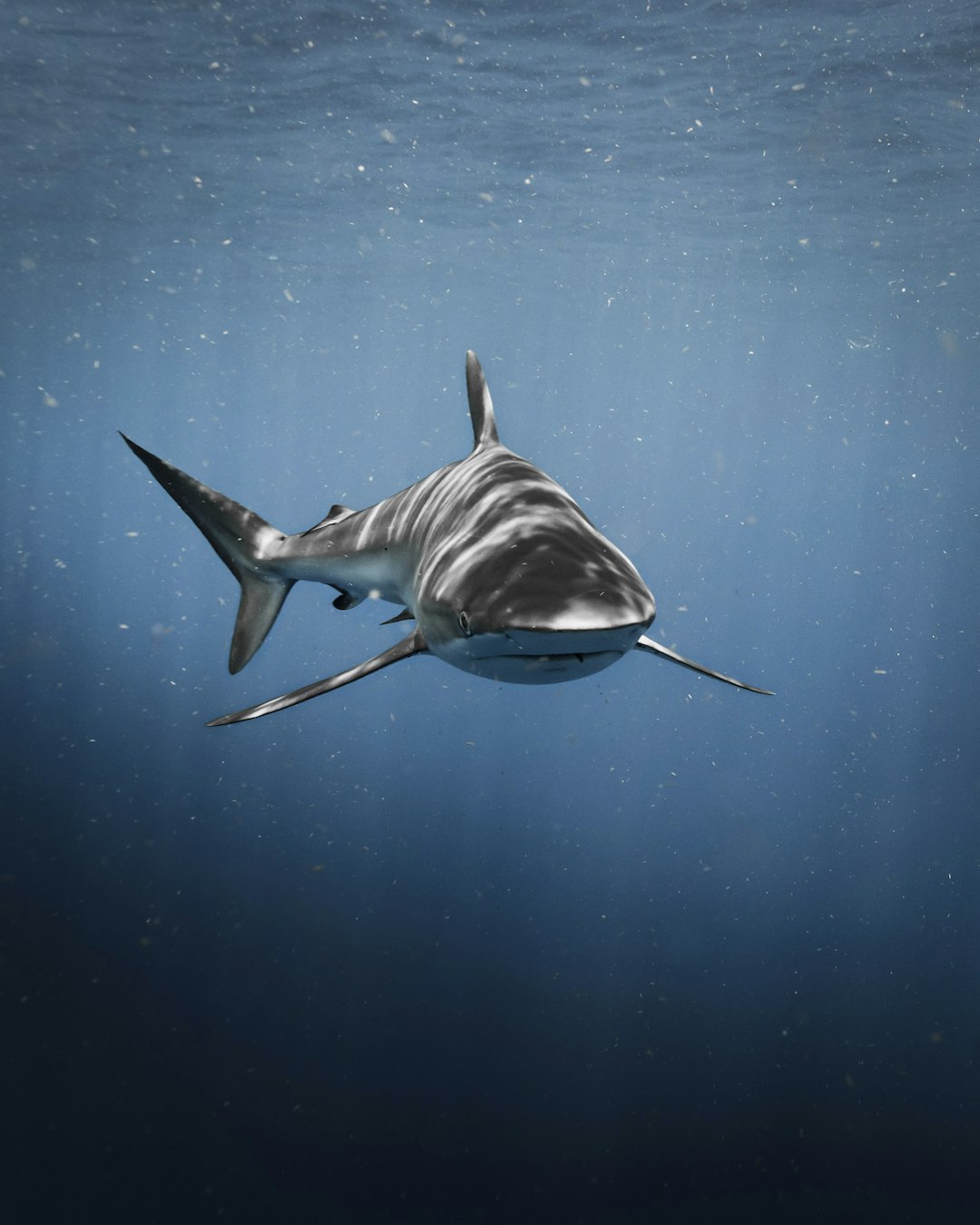 Bull Shark : The River Nomad (crédits image : unsplash)