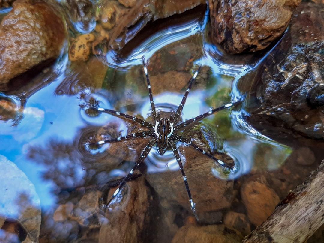12. Raft Spider (crédits image : unsplash)