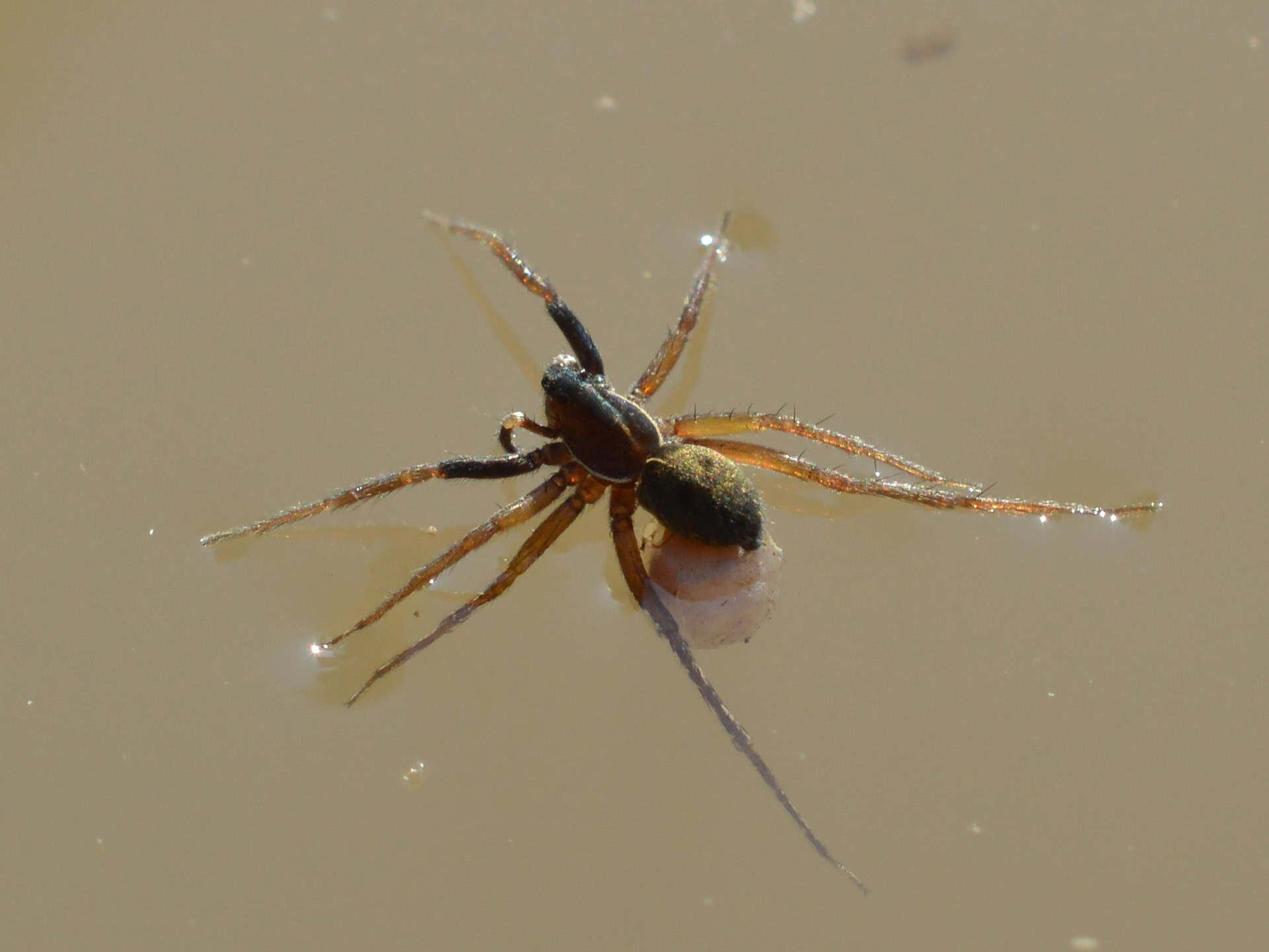 1. Wolf Spider (crédits image : wikimedia)
