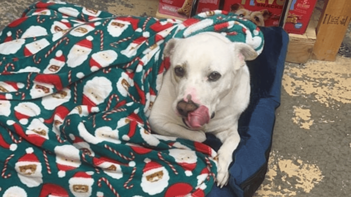 Chien de refuge aidant le personnel du refuge.