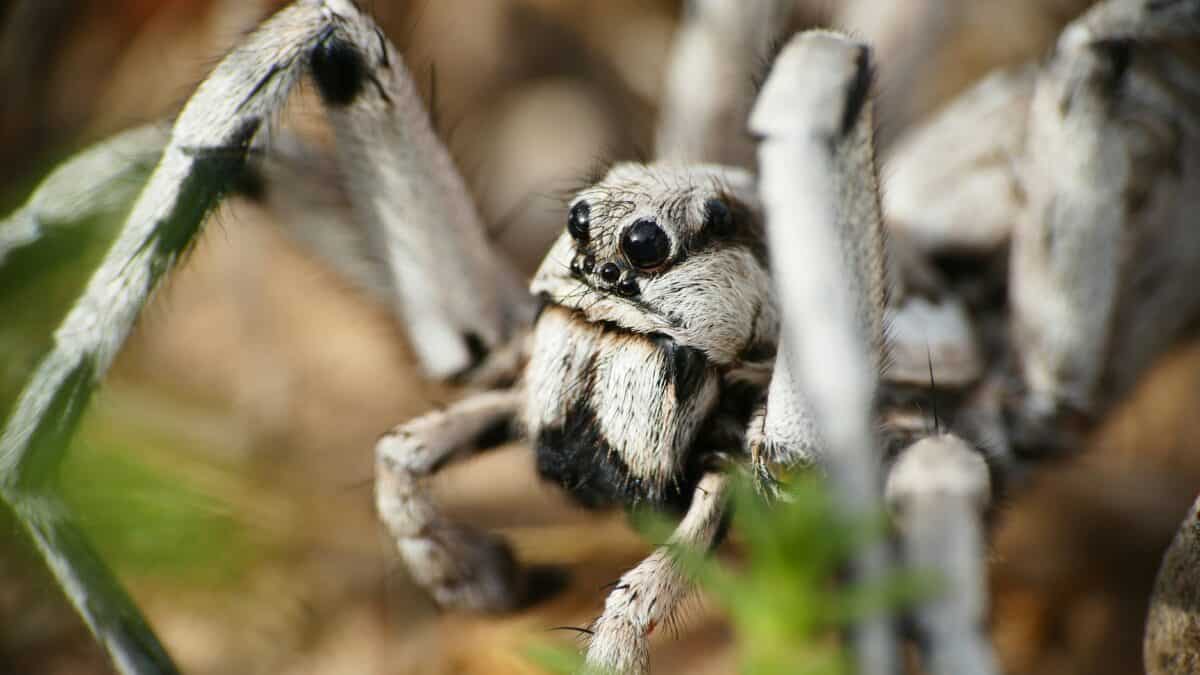 Regardons de plus près une grosse araignée blanche.