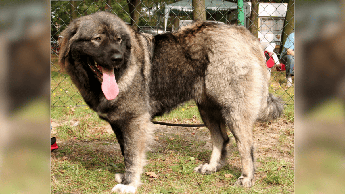 Chien de berger du Caucase