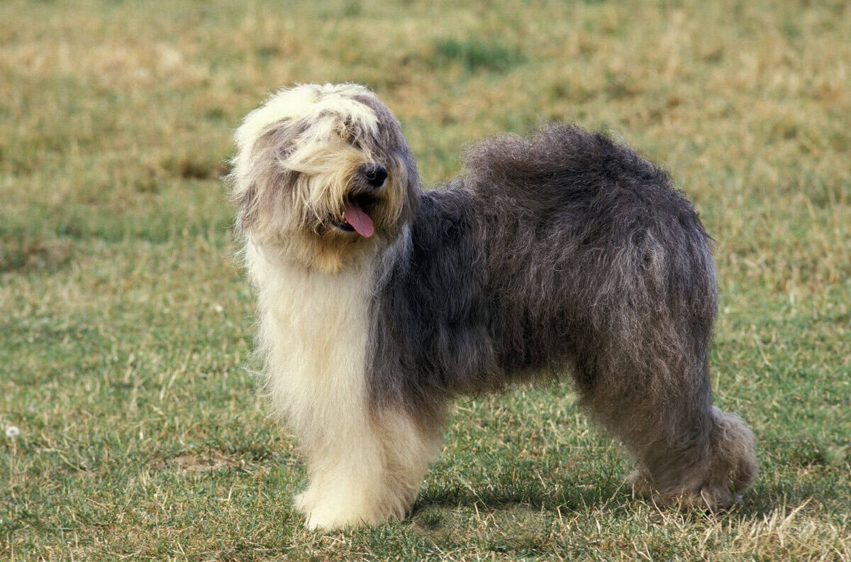 chien de berger