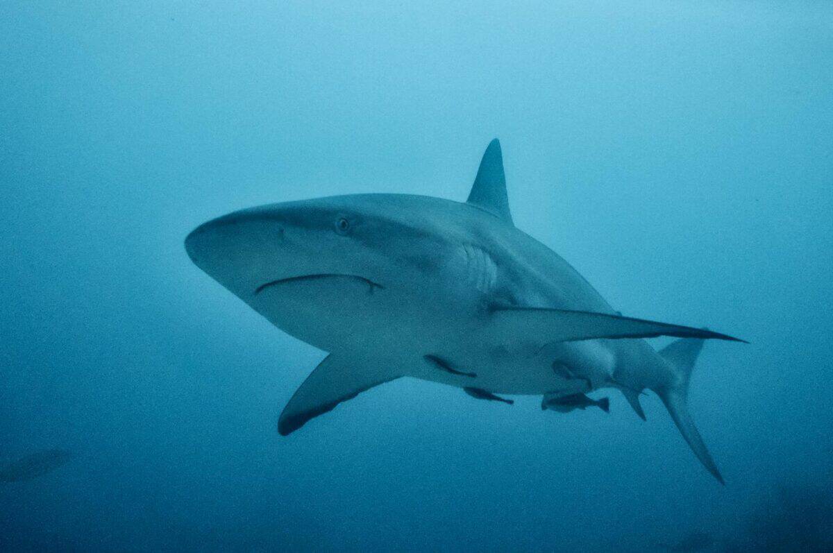 Vue sous-marine captivante d’un requin nageant dans les profondeurs de l’océan.