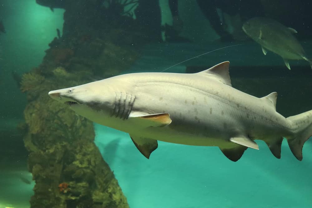 Requin dans l'aquarium