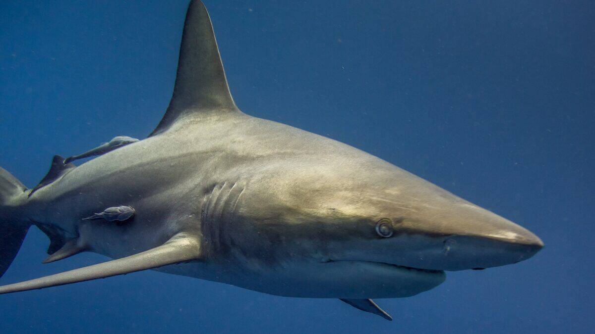 Requin gobelin : l'énigme des grands fonds
